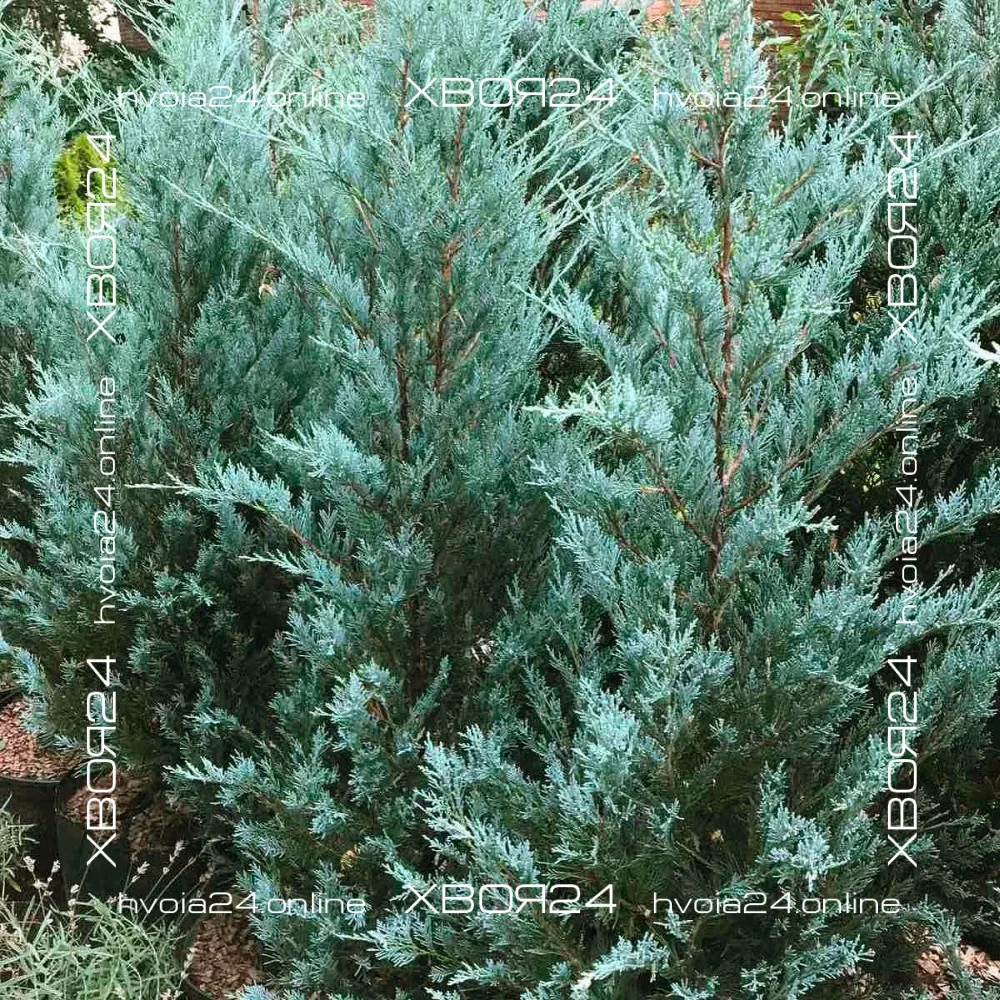  • ХВОЯ24