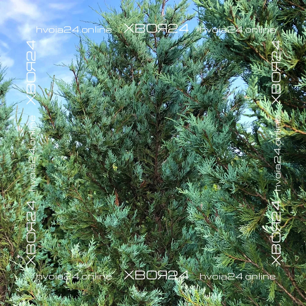  • ХВОЯ24