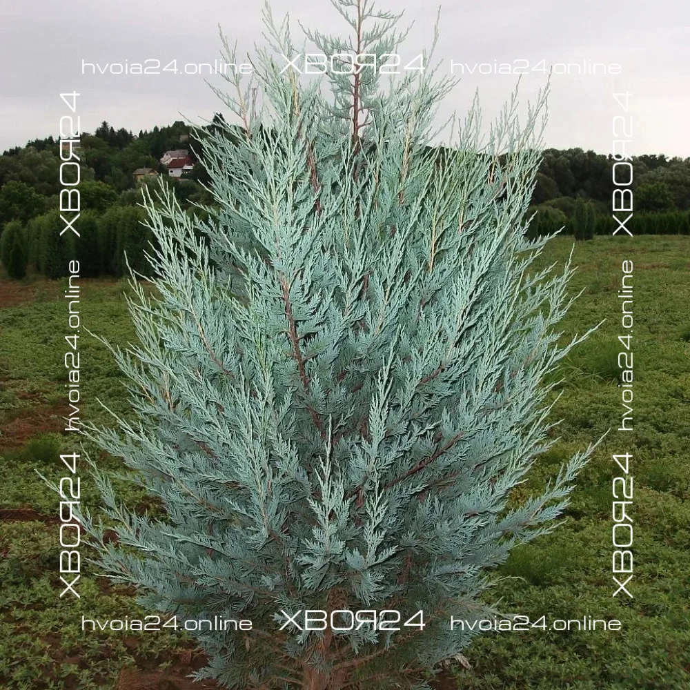  • ХВОЯ24