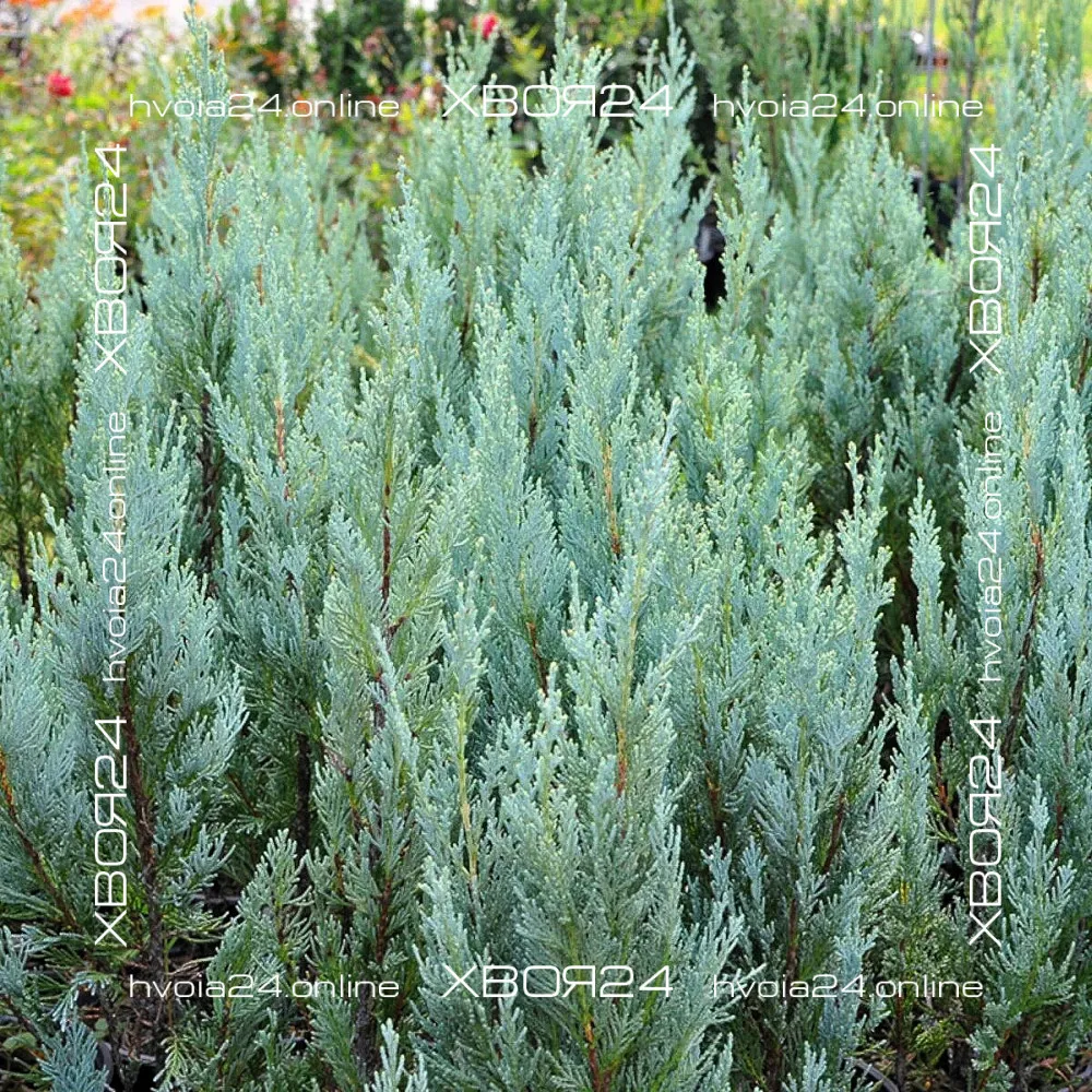  • ХВОЯ24