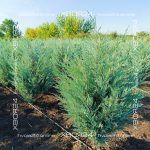 Можжевельник скальный Мунглоу — изображение 9