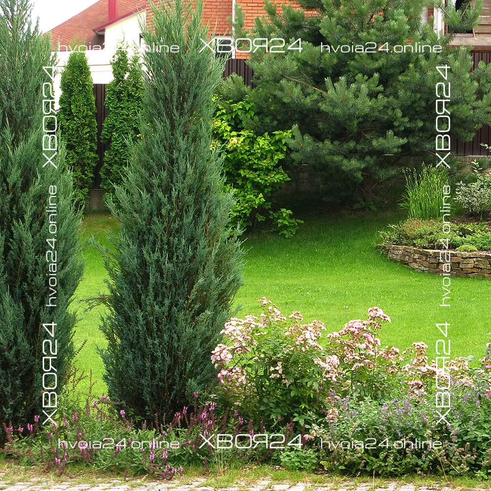  • ХВОЯ24