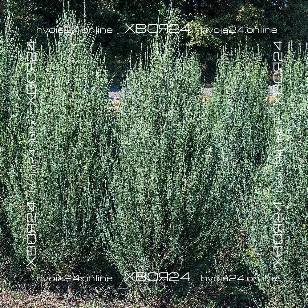  • ХВОЯ24