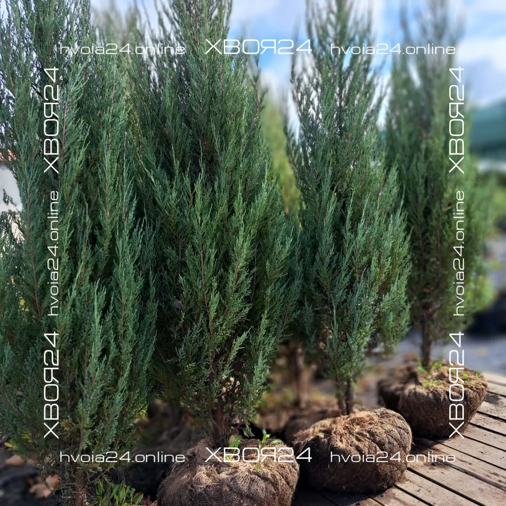  • ХВОЯ24