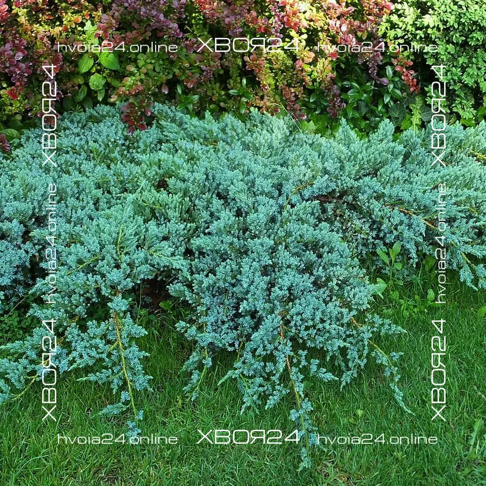  • ХВОЯ24