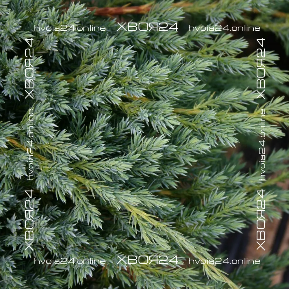  • ХВОЯ24