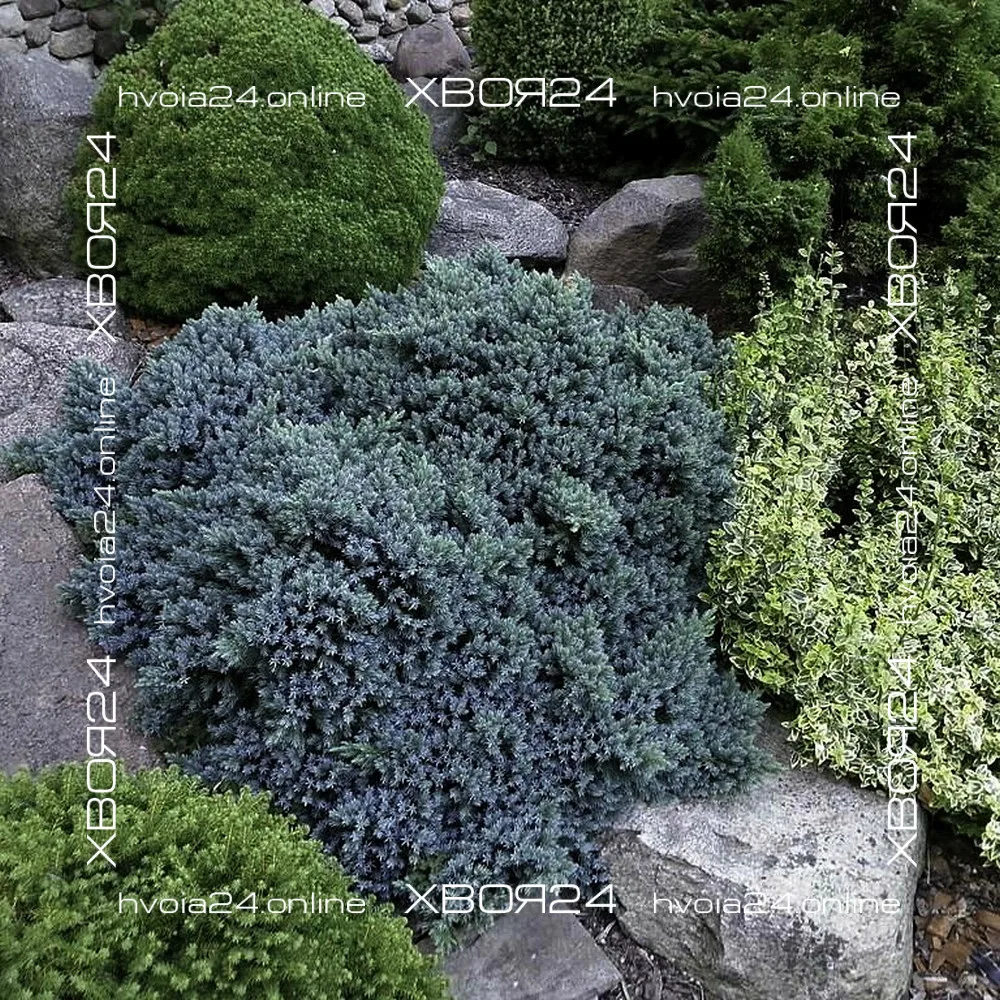  • ХВОЯ24