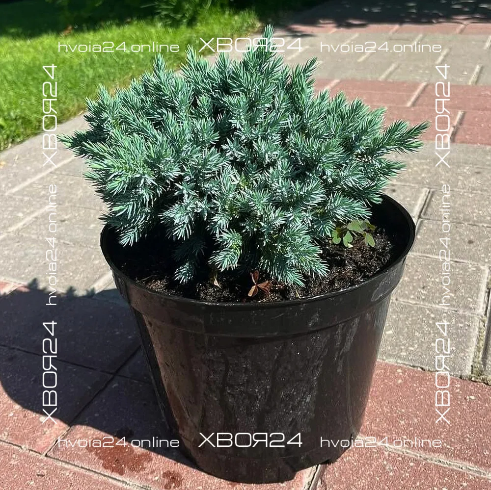  • ХВОЯ24