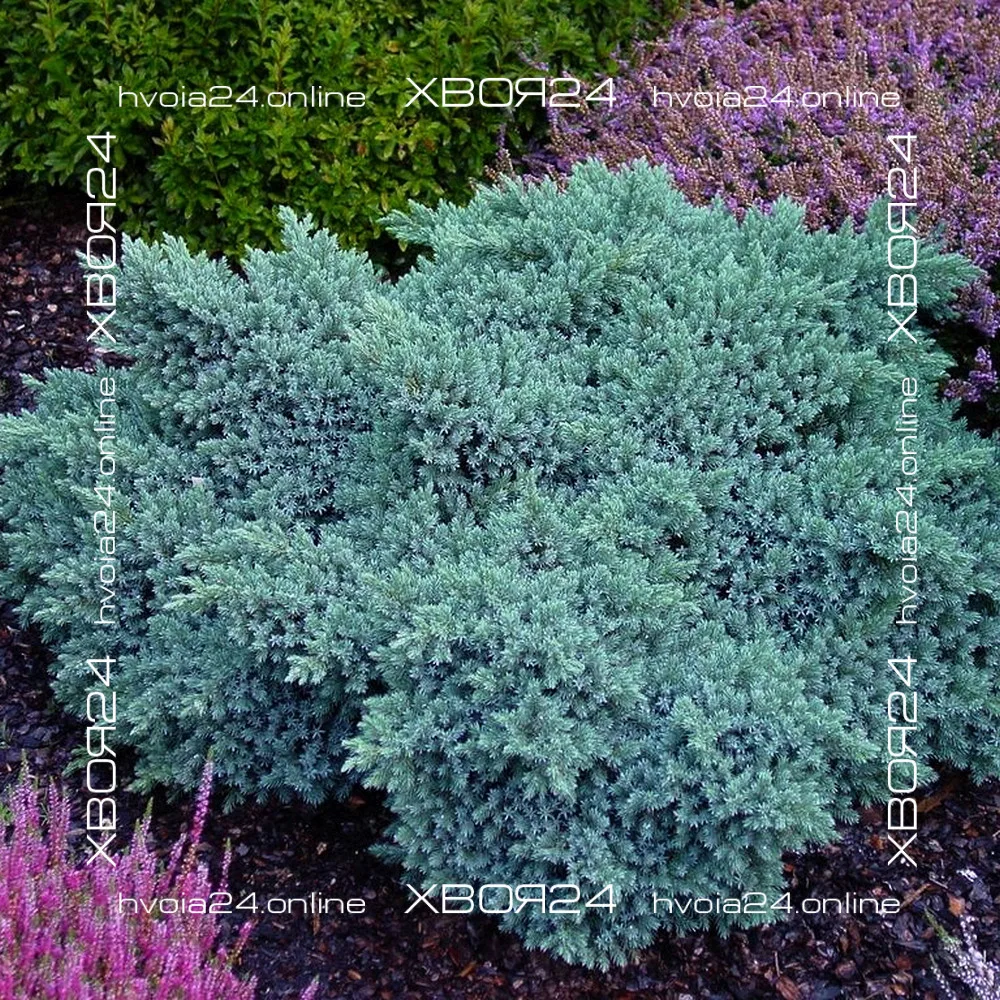 • ХВОЯ24