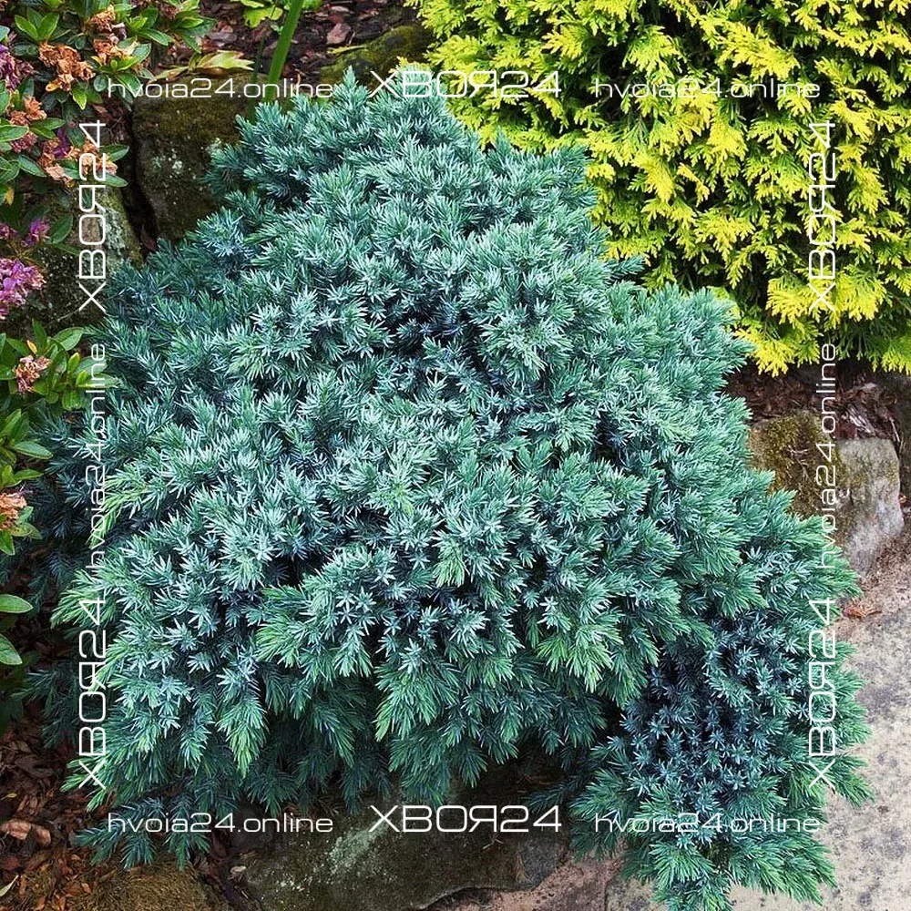  • ХВОЯ24