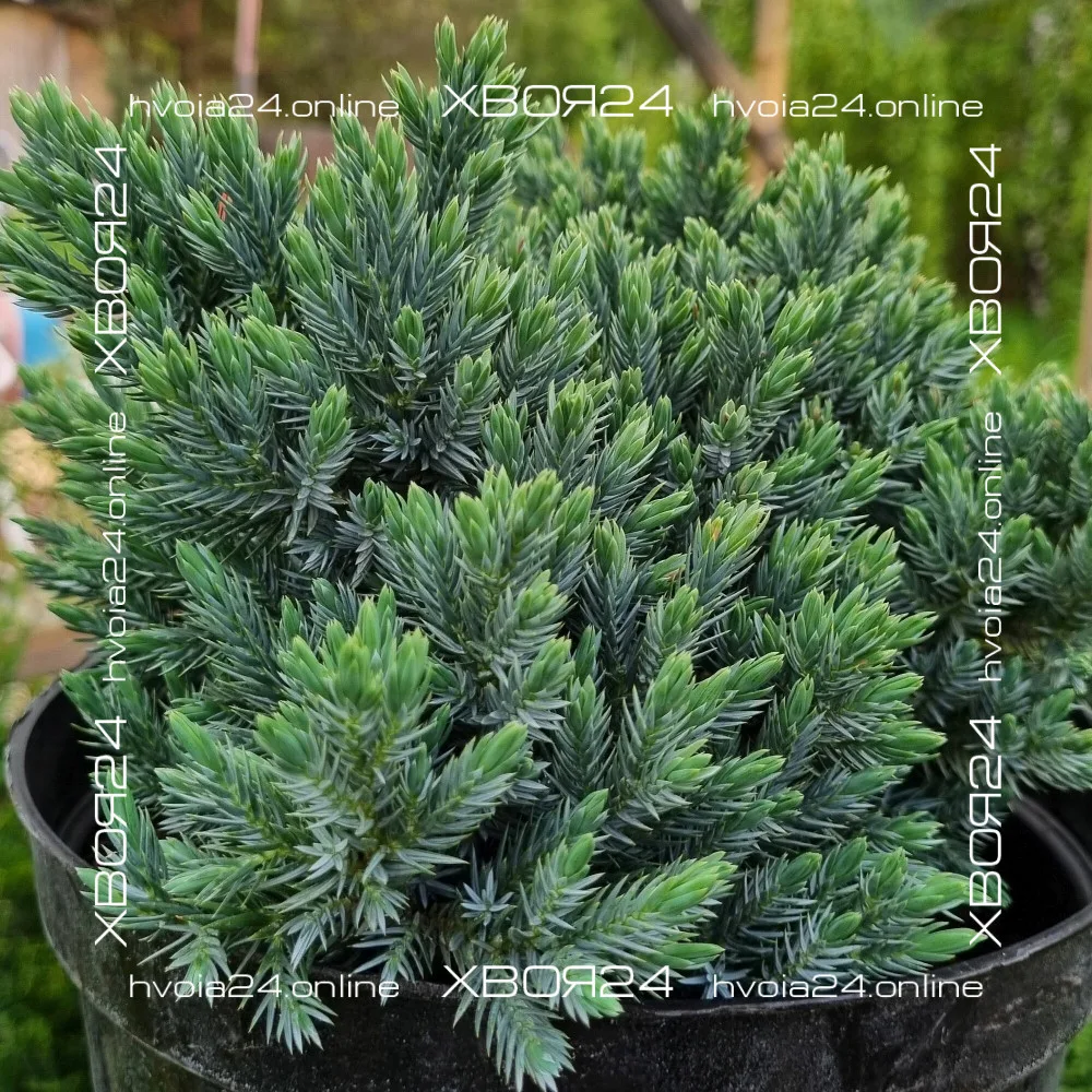  • ХВОЯ24
