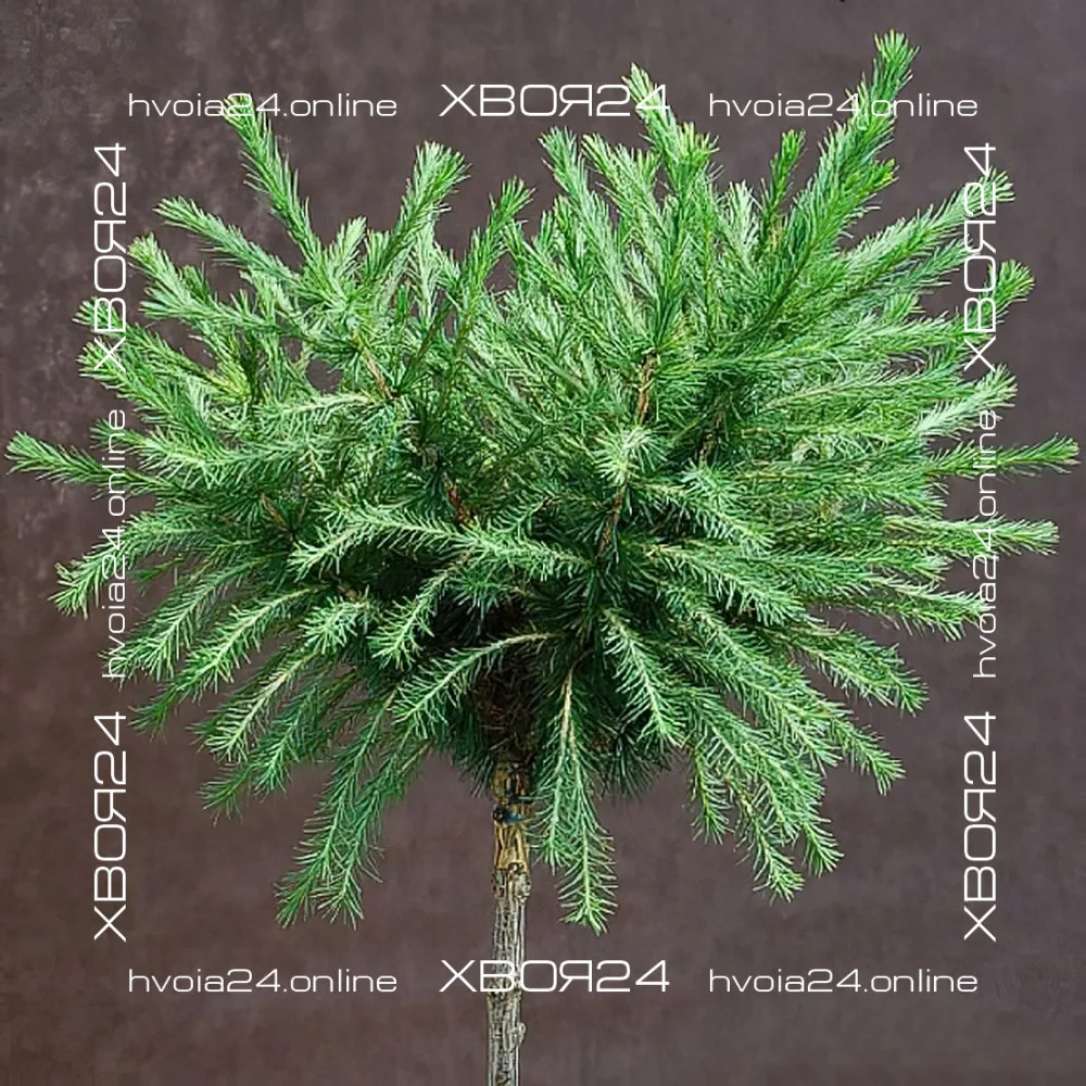  • ХВОЯ24