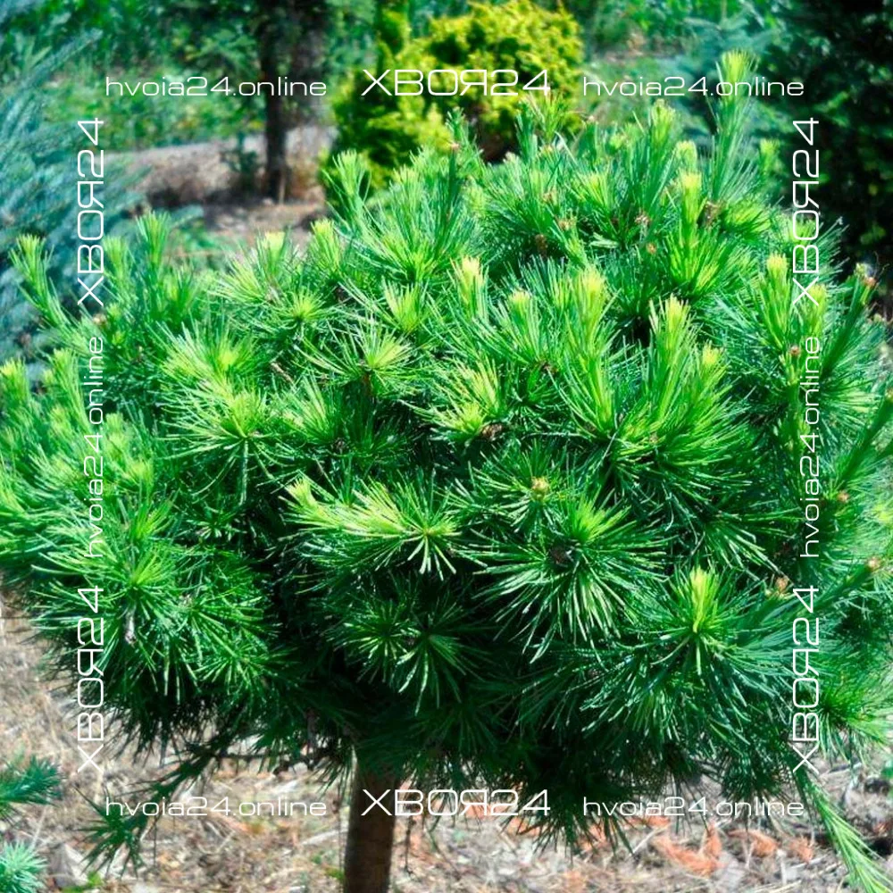  • ХВОЯ24