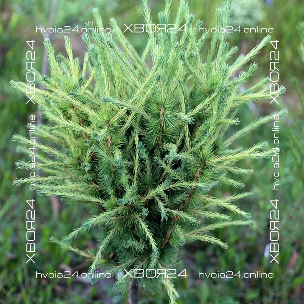  • ХВОЯ24