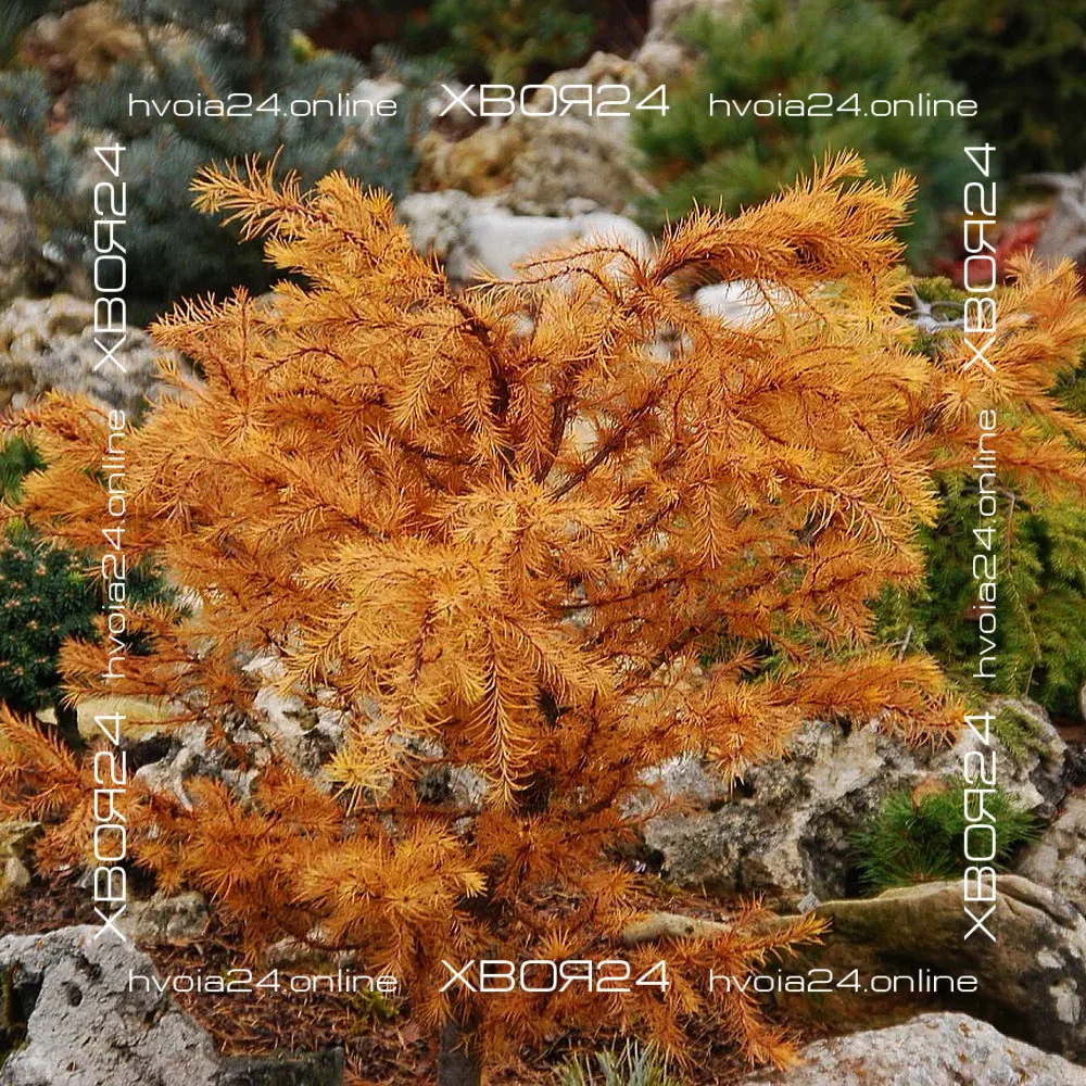  • ХВОЯ24