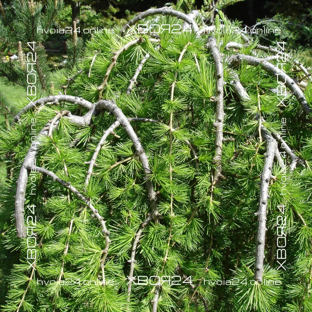  • ХВОЯ24