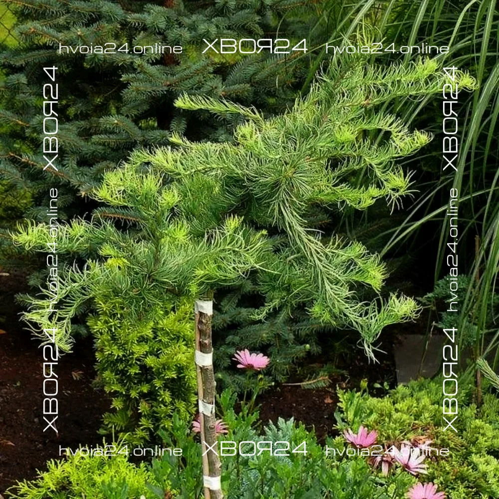  • ХВОЯ24