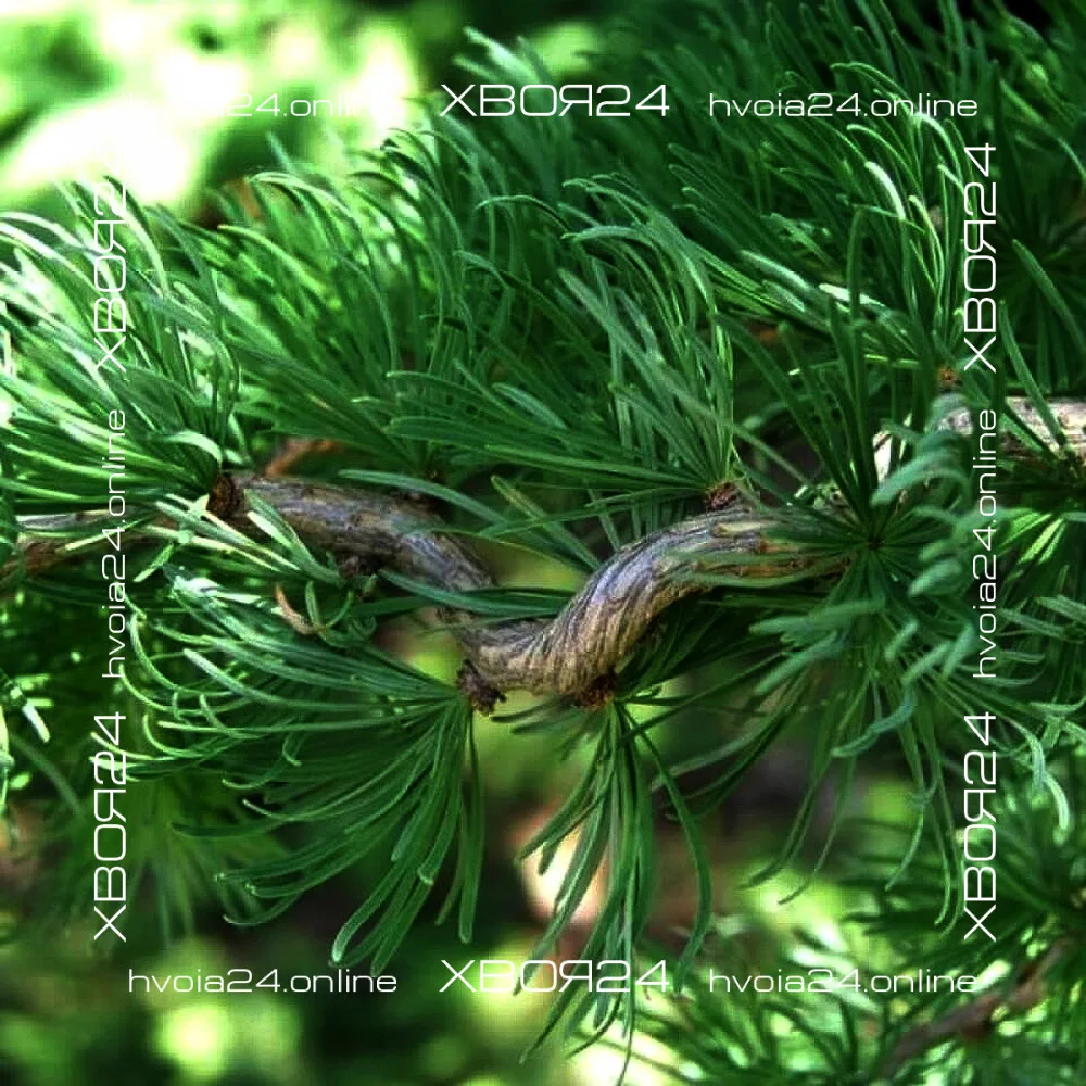  • ХВОЯ24