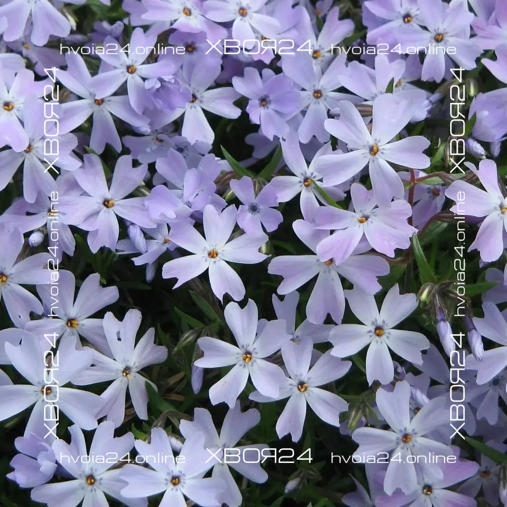  • ХВОЯ24