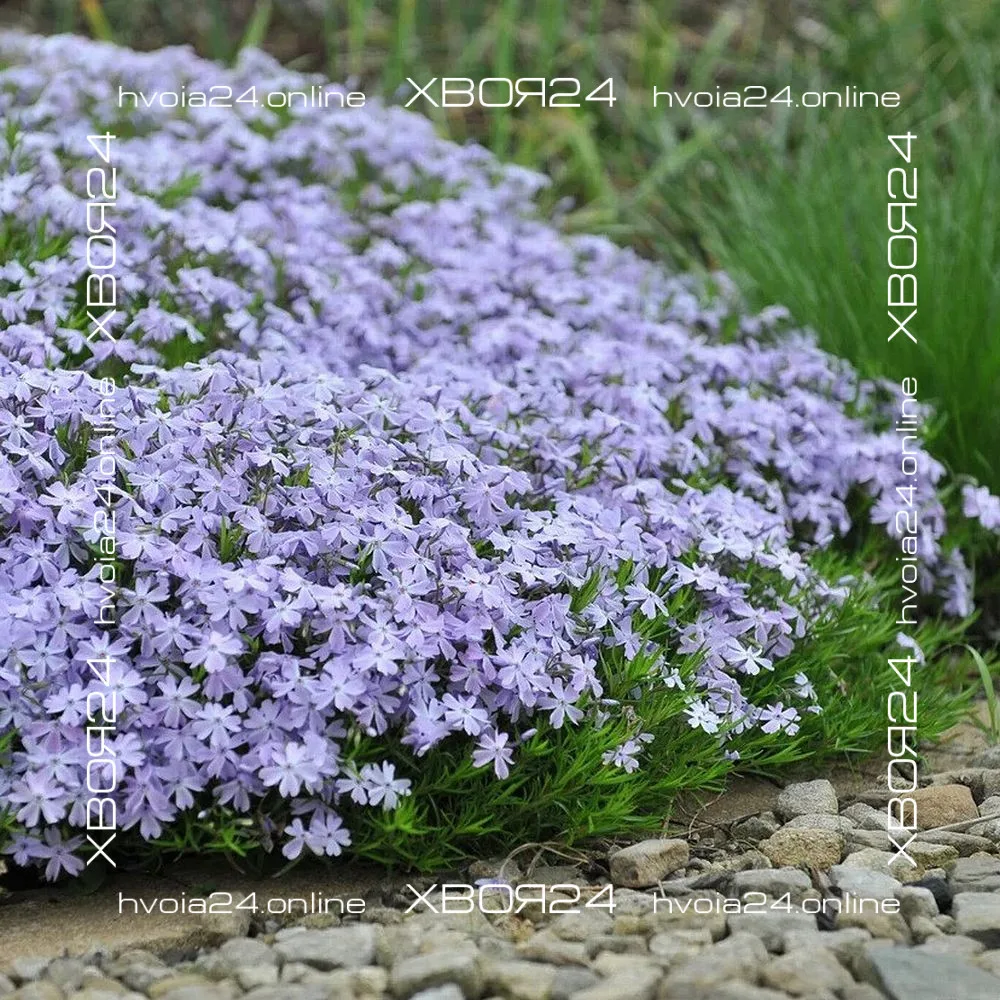  • ХВОЯ24