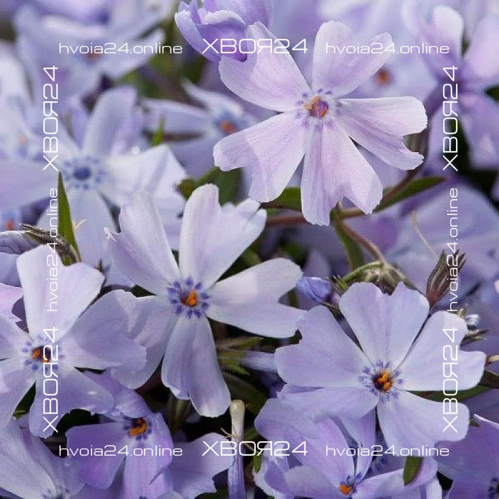  • ХВОЯ24