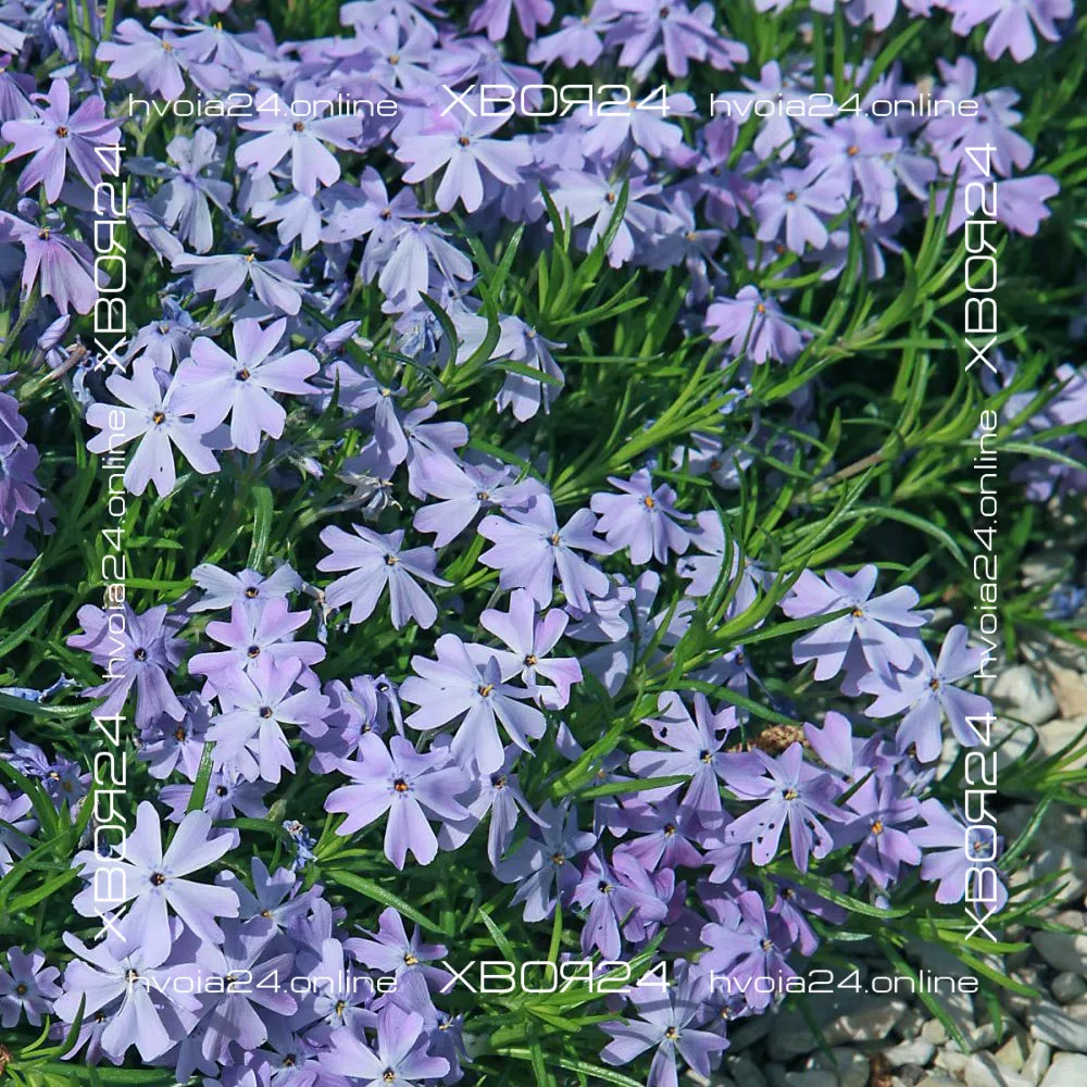  • ХВОЯ24