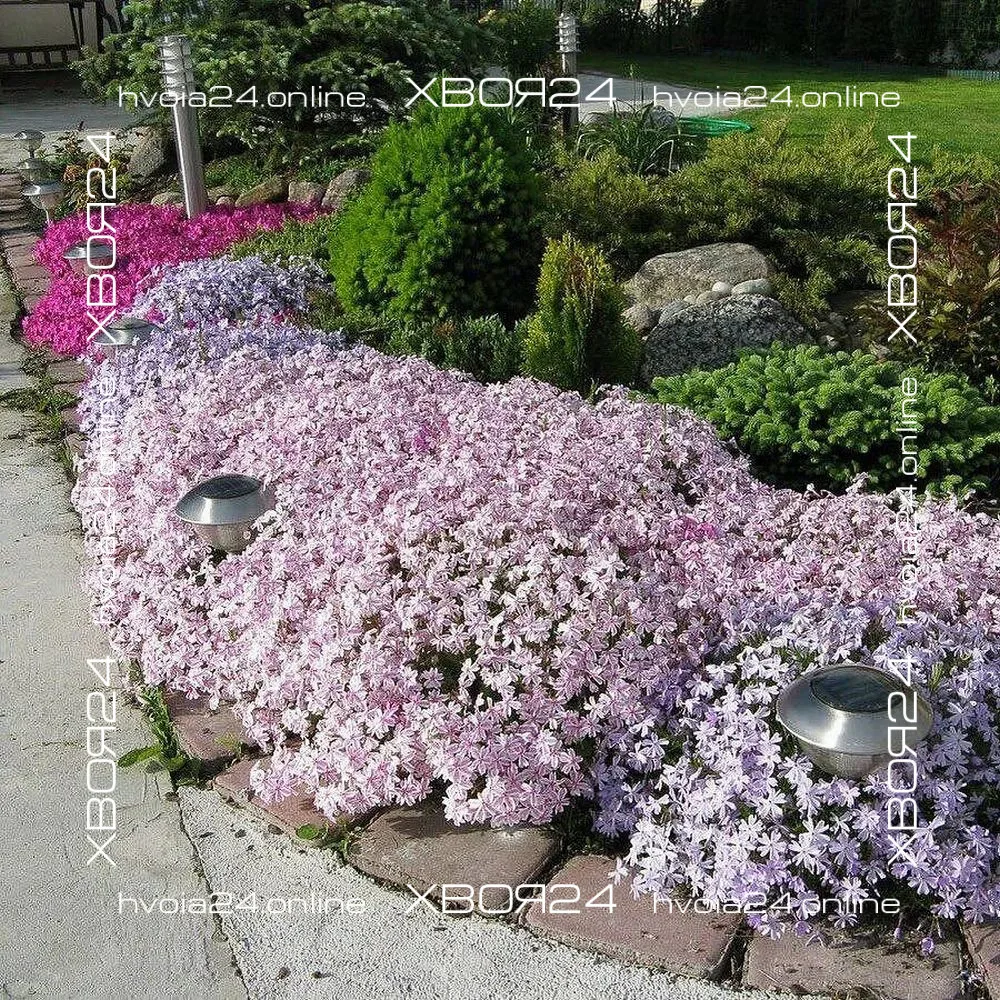  • ХВОЯ24