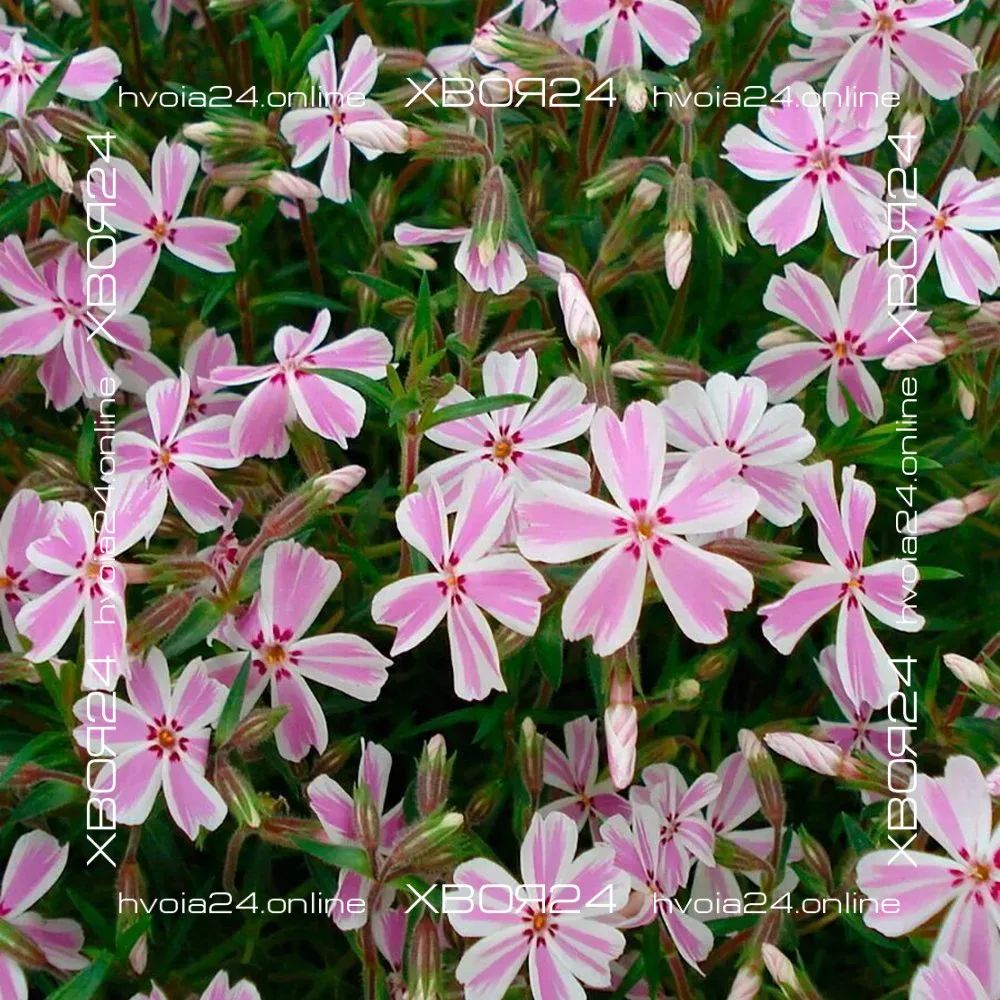  • ХВОЯ24