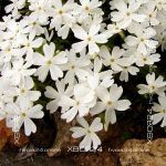 Флокс шиловидный Сноуфлейк — изображение 3