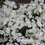 Флокс шиловидный Сноуфлейк — изображение 6