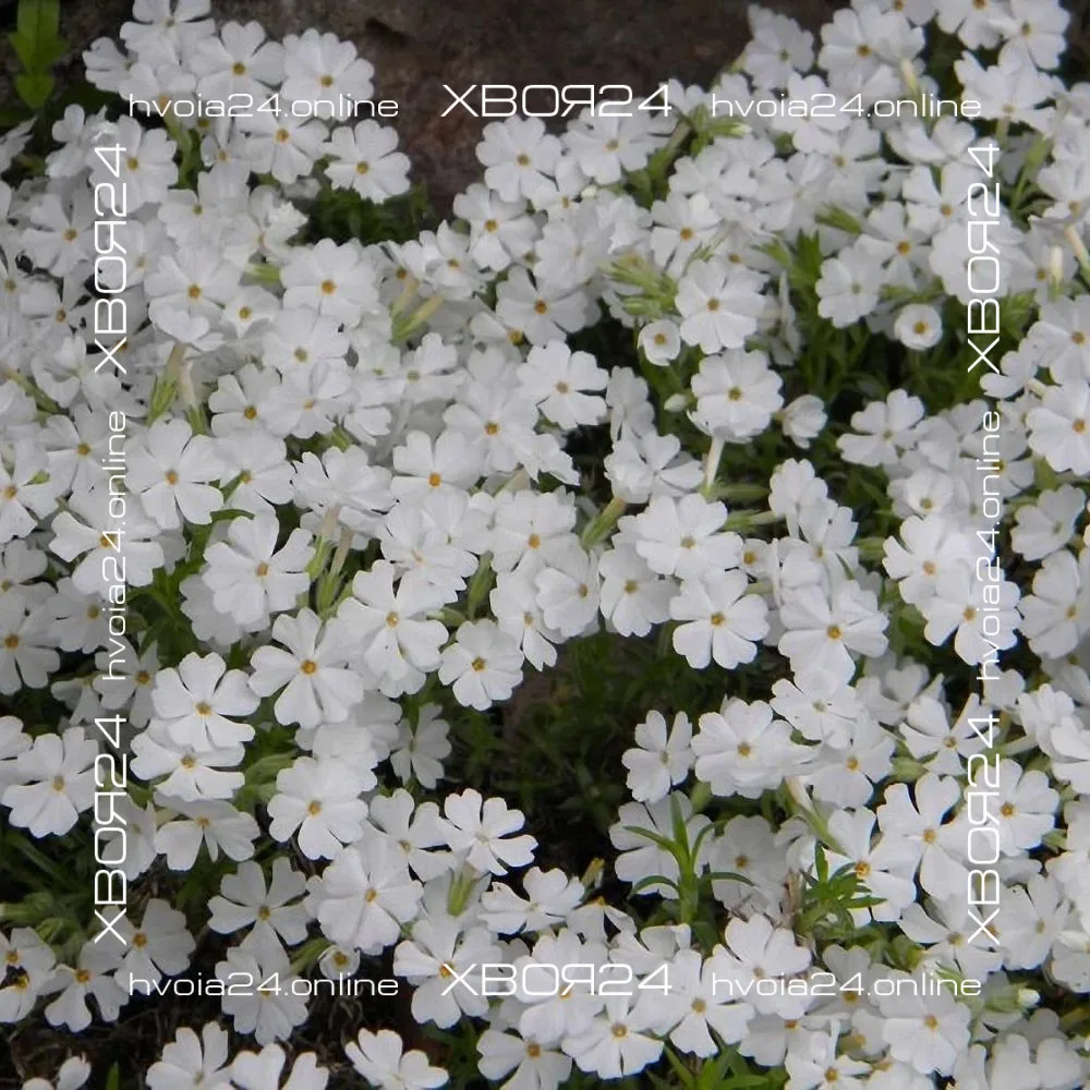  • ХВОЯ24