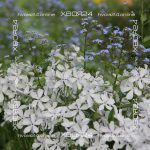 Флокс шиловидный Сноуфлейк — изображение 8