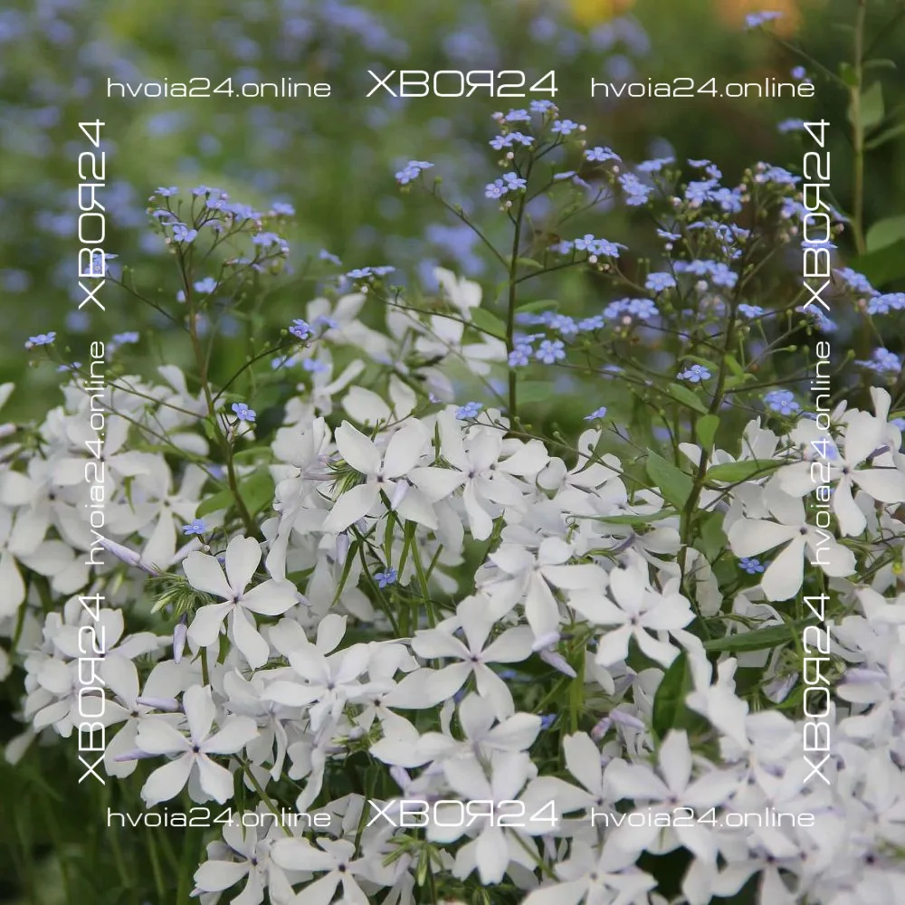  • ХВОЯ24