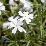 Флокс шиловидный Сноуфлейк — изображение 9