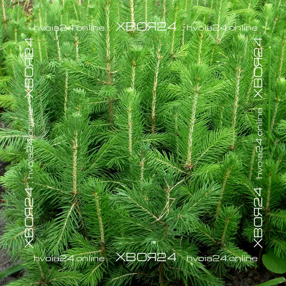  • ХВОЯ24
