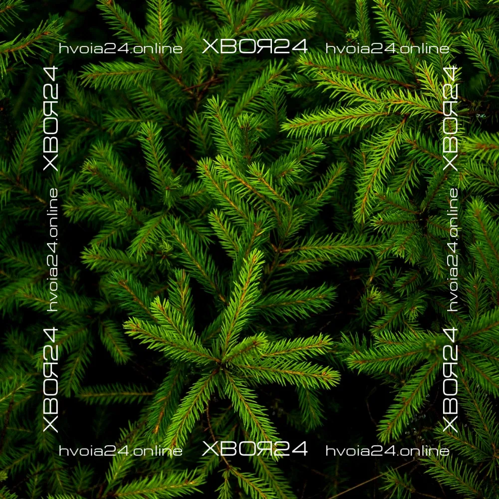  • ХВОЯ24