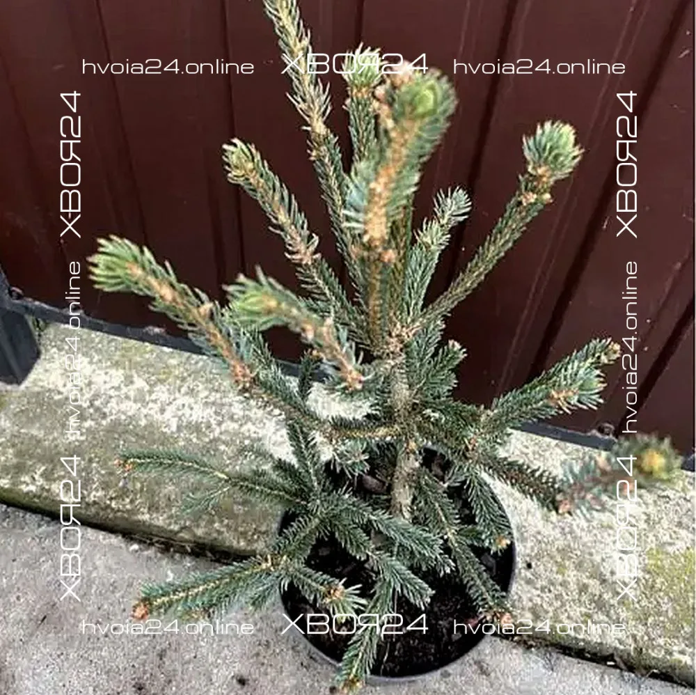  • ХВОЯ24