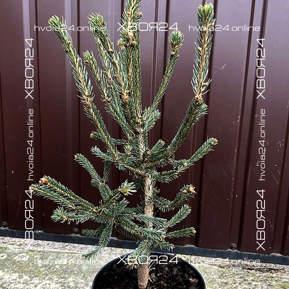  • ХВОЯ24