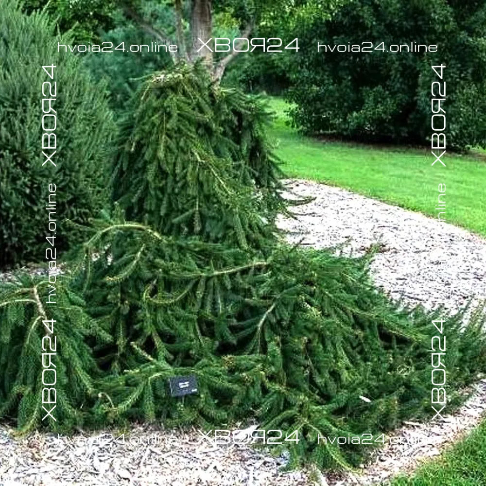  • ХВОЯ24