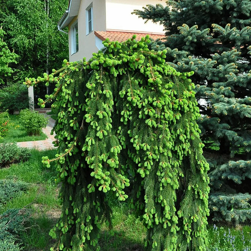  • ХВОЯ24