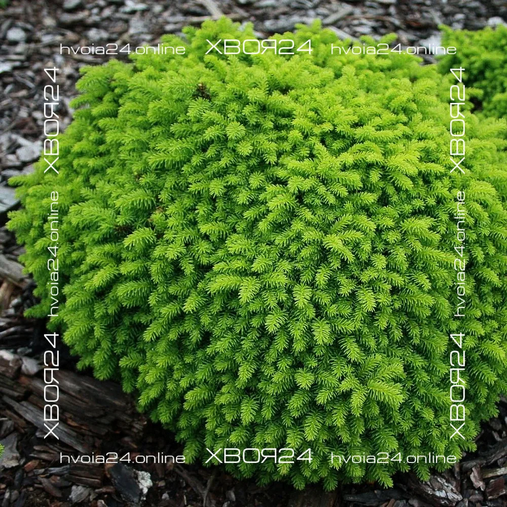  • ХВОЯ24