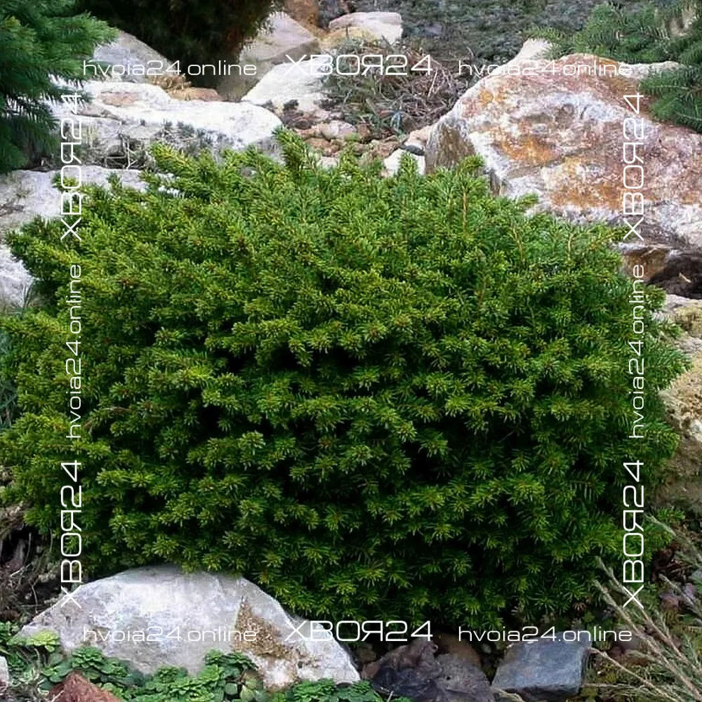  • ХВОЯ24