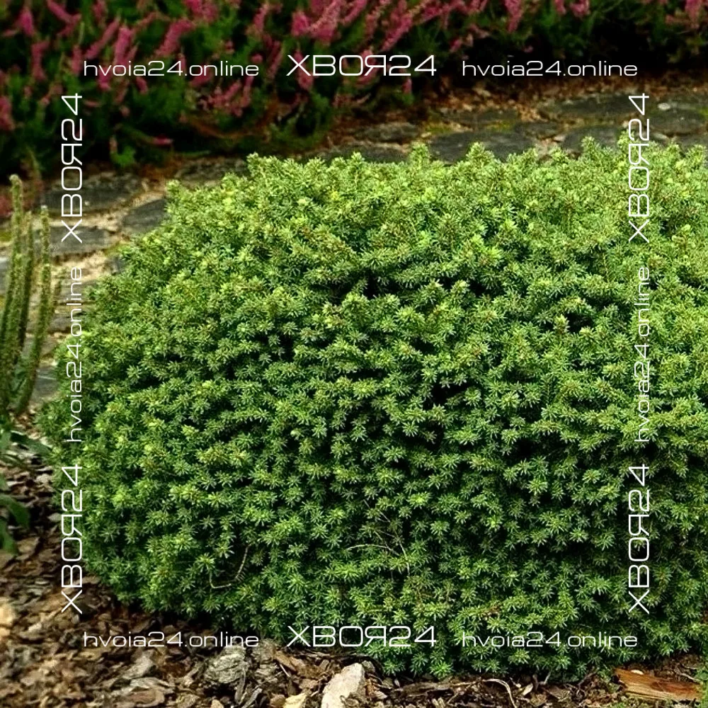  • ХВОЯ24
