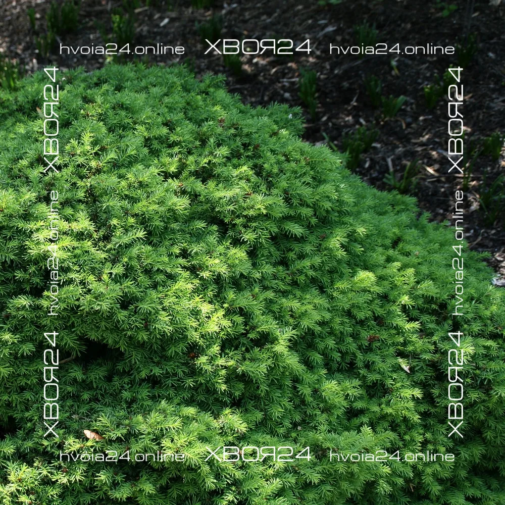  • ХВОЯ24