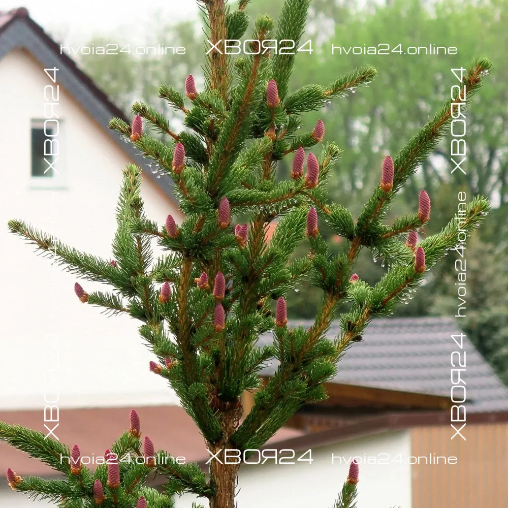  • ХВОЯ24