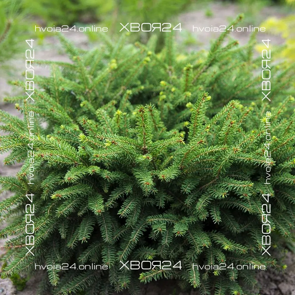  • ХВОЯ24