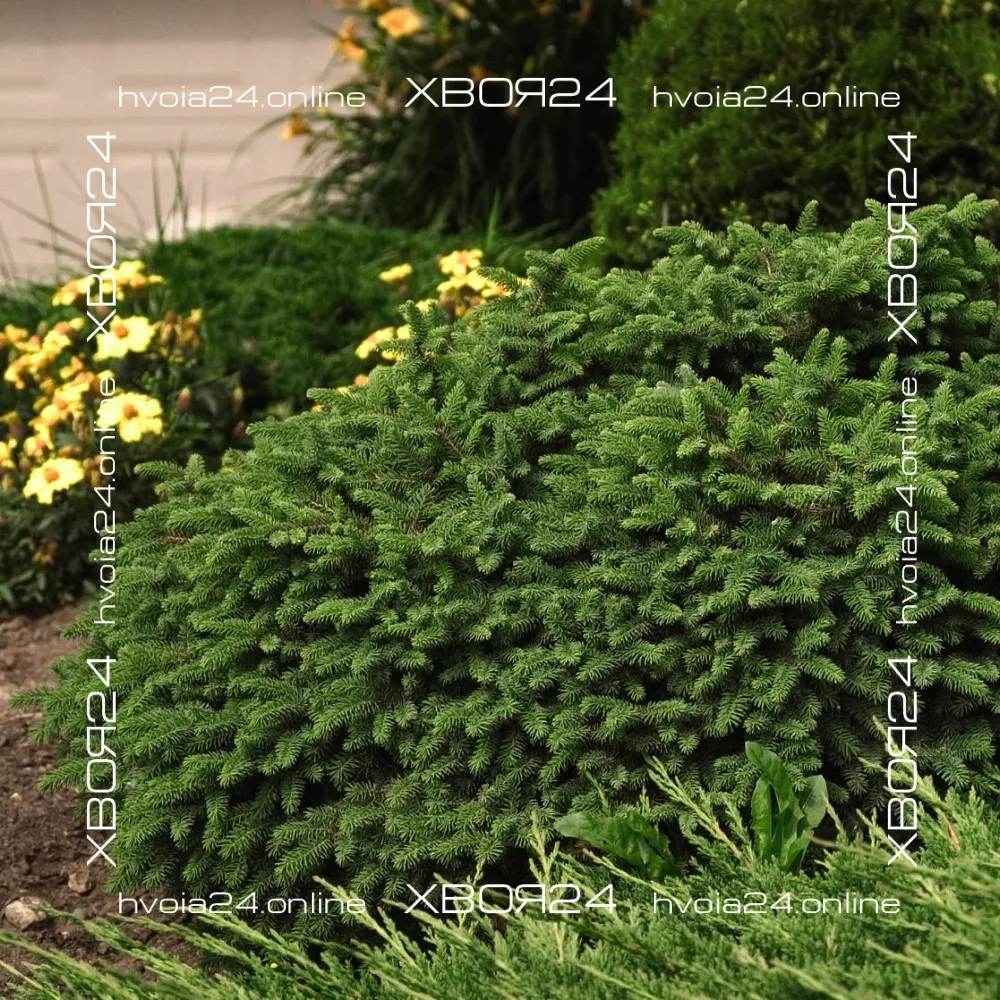  • ХВОЯ24