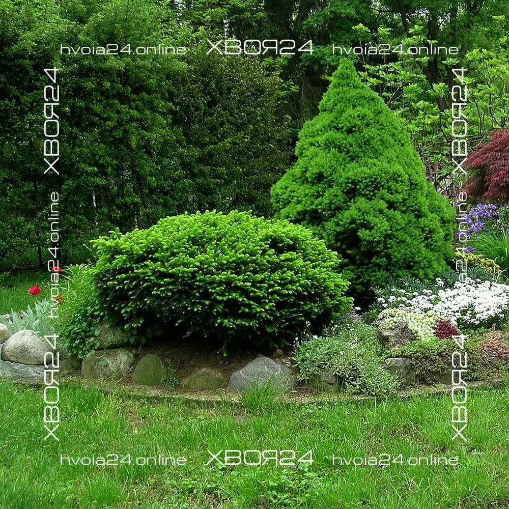  • ХВОЯ24