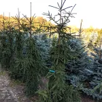  • ХВОЯ24