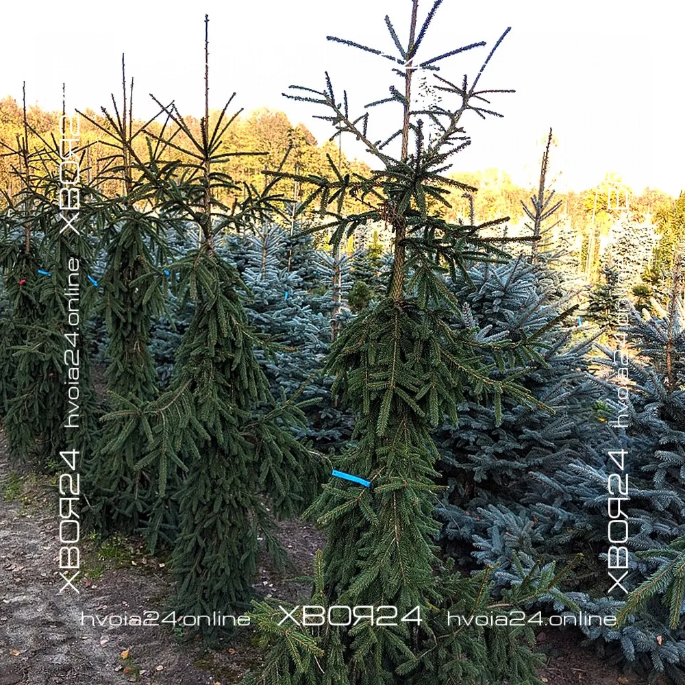  • ХВОЯ24